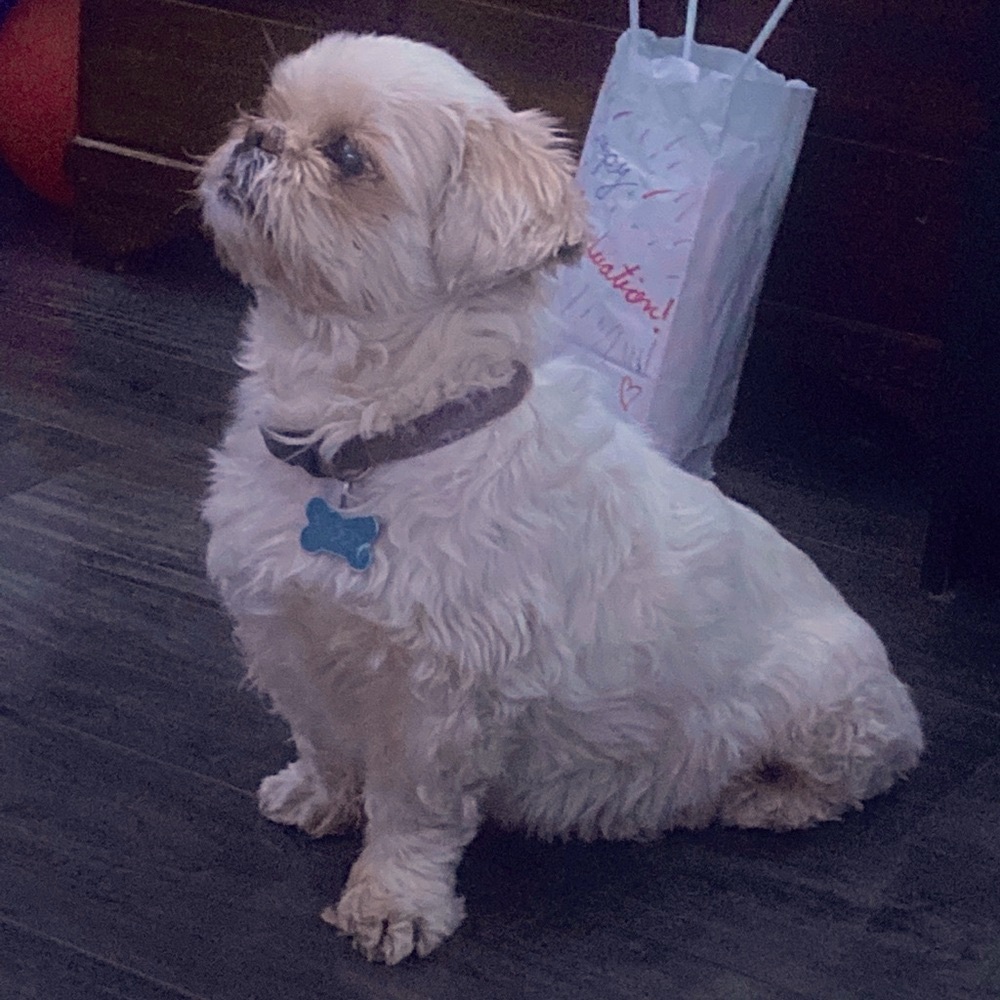 🚨PET ALERT🚨 - Picture 7 of 8